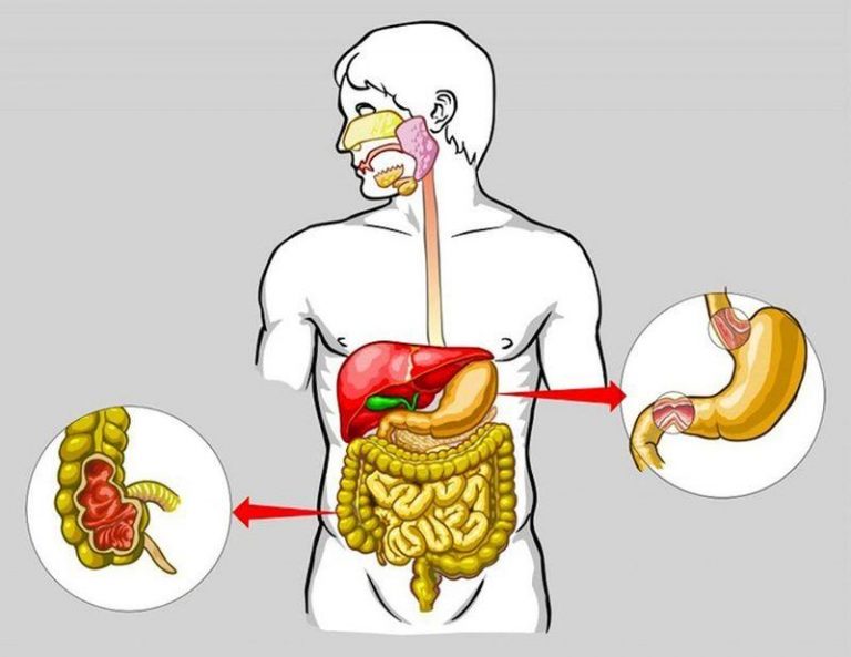 Моторная функция пищеварительной системы